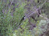 BlackRhinoReserve009 : 2016, Birds, Black Rhino Game Reserve