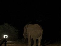 BlackRhinoReserve012 : 2016, 70th Birthday, Black Rhino Game Reserve, Buffalo Thorn Lodge, Elephant