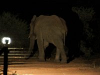BlackRhinoReserve013 : 2016, 70th Birthday, Black Rhino Game Reserve, Buffalo Thorn Lodge, Elephant