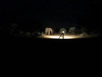 BlackRhinoReserve133 : 2016, 70th Birthday, Black Rhino Game Reserve, Buffalo Thorn Lodge