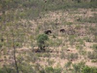 BlackRhinoReserve158 : 2016, 70th Birthday, Black Rhino Game Reserve, Elephant